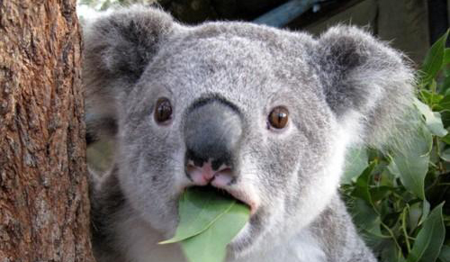 Surprised-Koala.jpg